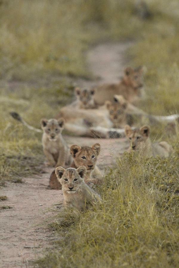 Sweni Lodge 91 Mjejane Kruger Park Hectorspruit Exterior photo